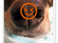 Biometric Identification of Dogs