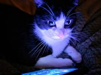 Pet Passwords are bad news